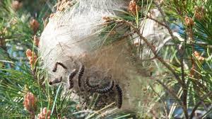 La chenille processionnaire du pin se cantonne dans les régions du sud de l'europe et infeste principalement les différentes espèces de pins. Chenille Processionnaire Lutter Contre Ce Nuisible Cote Maison