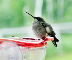 These are migratory birds spending most of the winter in florida, southern mexico, and central america, as far south as extreme western panama, and the west indies. Baby Ruby Throated Hummingbirds Album On Imgur