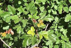 Poison oak is most commonly found along the pacific coast of the u.s., but it's also sometimes found in the southeastern u.s. Pacific Poison Oak U S National Park Service