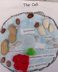 Maybe you would like to learn more about one of these? Die 9 Besten Ideen Zu Menschlicher Korper Aktivitaten Menschlicher Korper Aktivitaten Menschlicher Korper Naturwissenschaftsprojekte