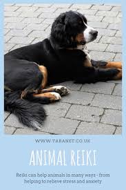 How S Your Animal S Energy Animal Reiki Animals How To Relieve Stress