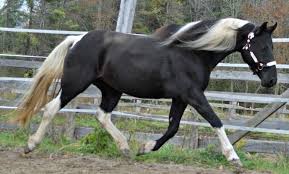 Black And White Mustang Horse For Sale New York Black And White Photographs For Sale Flashy Black White Mare For Sale In Norwood New York Hors Horses For Sale Horses New York Black And White