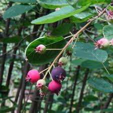 Image result for Amelanchier ovalis