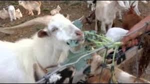 In addition, they can also eat carrots, cabbage, sprouts, zucchini, and broccoli. Can Goats Eat Broccoli Animal Hype