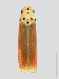 Image result for Vangueria ferruginea