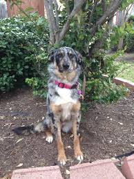 Adopt Callie On Petfinder Cane Corso Heeler Puppies Corso Dog