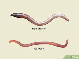 How To Start A Worm Farm For Profit: 7 Steps (With Pictures)