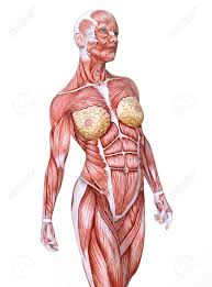 In the diagrams below, i'll be showing muscle groups in color, with a black line to show the forms that would show through the skin (i also show protruding bones stand in front of a mirror and find each of the muscles shown here in your own body. Female Anatomy And Muscles Body Without Skin Isolated On White Stock Photo Picture And Royalty Free Image Image 93762946