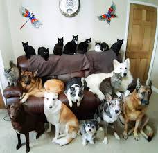Woman Gets Perfect Family Pawtrait Of All 17 Cats And Dogs After A Week Of Trying Metro News