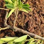 Image result for Thilachium africanum