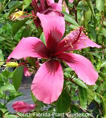 Image result for Hibiscus fuscus