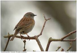 Heckenbraunelle Foto Naturfotografie Digital Fotos Heckenbraunelle Bild Bilder