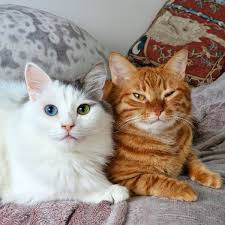 Happy Caturday from David Bowie and wink from Tyger Blake😻😽