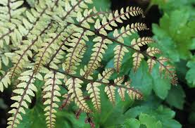Image result for Athyrium