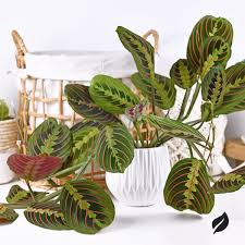 Image result for maranta