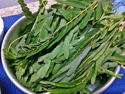 Pemanfaatan daun turi, misalnya sebagai musuh keputihan. Surayamsyed Masak Lemak Sayur Turi