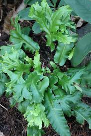 Image result for Asplenium pumilum