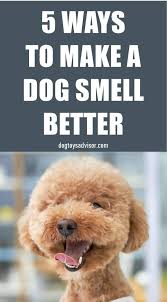 5 Ways To Make A Dog Smell Better Dog Smells Puppy Shampoo Best Dog Shampoo