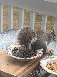 Image result for squirrel poop