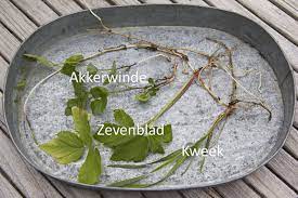 De legers hadden altijd voedsel nodig. Wortelonkruiden De Plaag Van Menig Tuinbezitter Amersfoort Rainproof