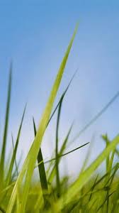 Maybe you would like to learn more about one of these? Request Old Nokia Grass Wallpaper From Symbian And S40 Phones Windows Central Forums