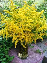 Goldenrod Wildflower Yellow Flower Arrangements Beautiful Gardens Yellow Flowers
