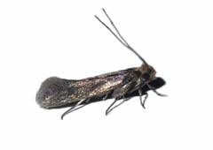 Bed bugs are insects of the cimcid family. Fantastic Pest Control In Brent Guaranteed Pest Extermination