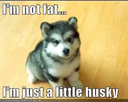 600 x 449 jpeg 54 кб. I M Not Fat I M Just A Little Husky Doggos N Puppers Rare Puppers Pure Doggos Doge Memes
