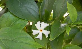 Parijat Harsingar Night Jasmine Nyctanthes Arbor Tristis Benefits Indications Dose And Side Effects