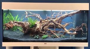 Pin Van Ruth De Groote Op Aquarium In 2020