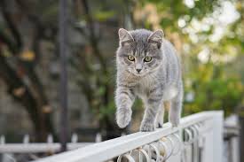 Garten Katzensicher Machen So Funktioniert Es Richtig