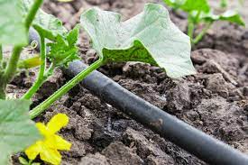 Worried about your plants and trees during summer? How To Build A Drip Irrigation System Modern Farmer