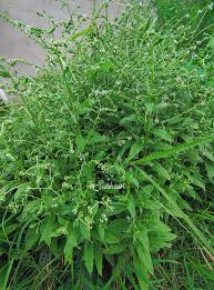 Image result for Cynoglossum lanceolatum