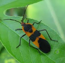 Large Milkweed Bug Oncopeltus Fasciatus Bugguide Net