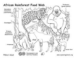 Illustration Of Jungle Vs. Web: A Ecosystem In The Jungle (E.G., Amazon...  | Download Scientific Diagram