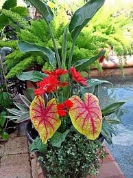 Bird Of Paradise In Large Pot For The Lovers Of Plants In 2020 Plants Container Gardening Container Plants