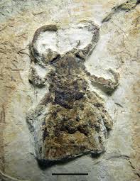 Image result for Schistostephium crataegifolium