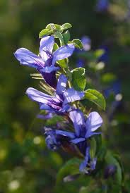 Image result for Dyschoriste transvaalensis