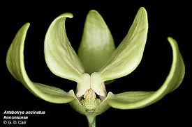 Image result for Annonaceae