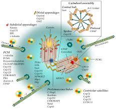 Image result for Centrostigma