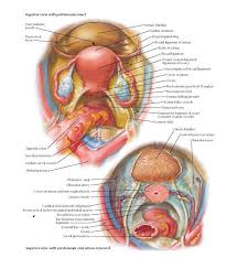 Pin By I On Medical Female Anatomy Anatomy Abdominal Aorta