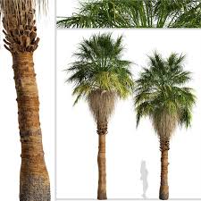 Here are a small portion of the palms that will live in california: Set Of California Palm Trees Washingtonia Filifera 2 Trees 129950 3d Model Download 3d Model Set Of California Palm Trees Washingtonia Filifera 2 Trees 129950 129950 3dbaza Com