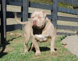 Xxl Pitbull Blue Xxl Pitbulls Forsale Largest Pitbull Bully Dog Dogs Pitbull Xxl