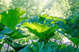 Image result for Gunnera