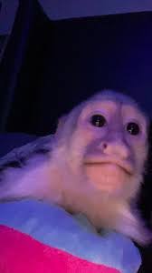 Snapchats Filtro Chango