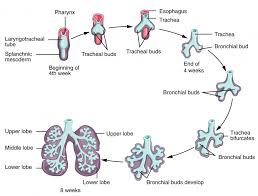 embryonic development of the respiratory system anatomy