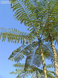 Image result for Schizolobium parahyba