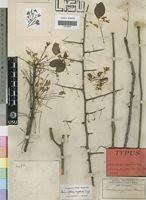 Image result for Commiphora angolensis