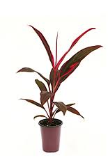 Send flowers for any occasion. Fernlea Flowers Garden Tropics