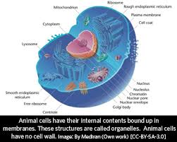 Some of these differences can be clearly understood when the cells are examined under an. What Is An Animal California Academy Of Sciences